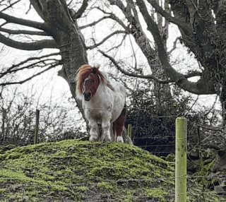 Image of Shetland Pony standing on hill