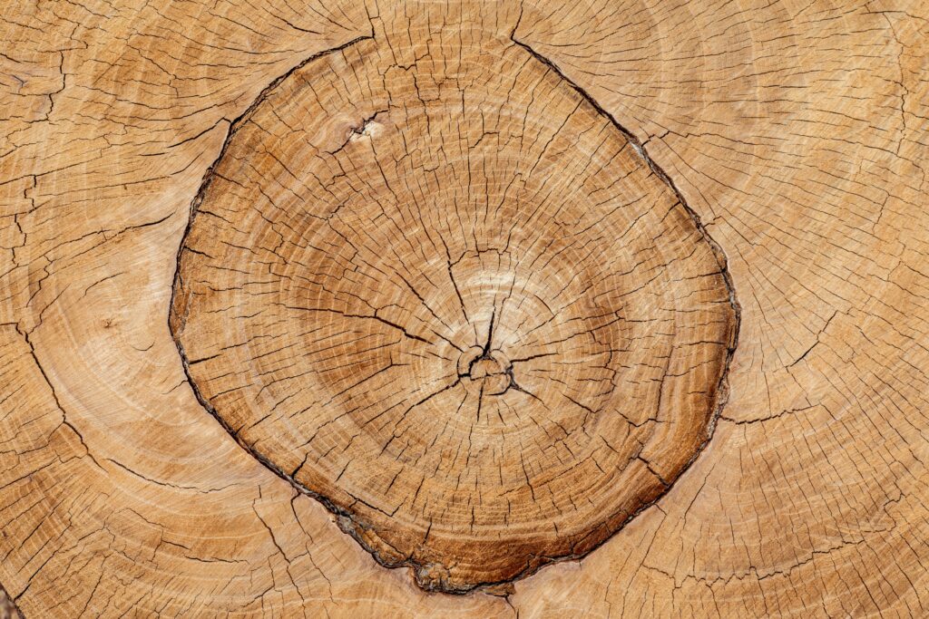 Cross section of a tree trunk, with tree rings being used as an analogy for examining Educopia's growth over the years